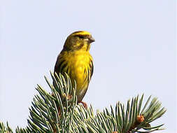 Image of serin, european serin