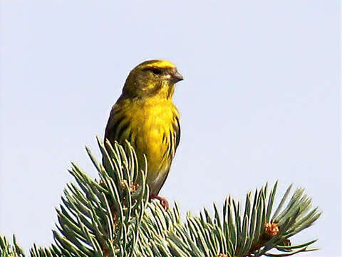 Image of serin, european serin