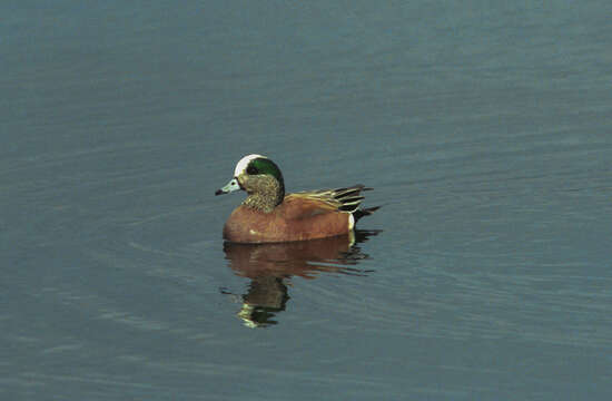 Image of American Wigeon