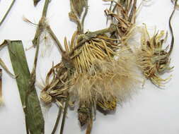 Image of Tragopogon podolicus Besser ex DC.