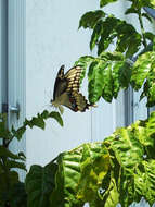 Image of Eastern Giant Swallowtail