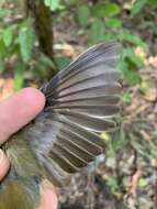 Image of White-crested Spadebill