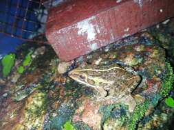 Image of Bull Frog