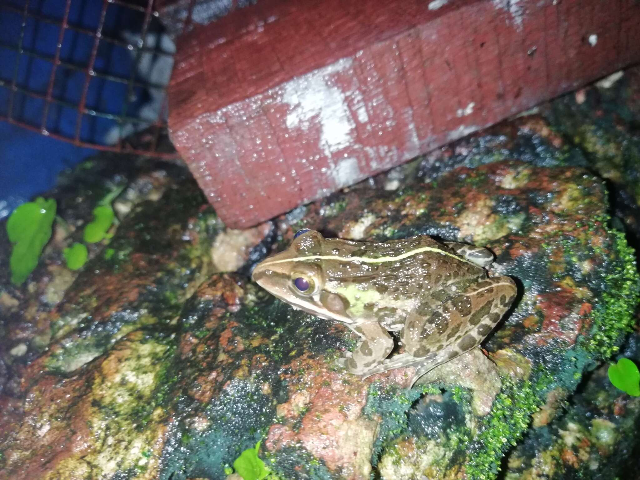 Image of Bull Frog