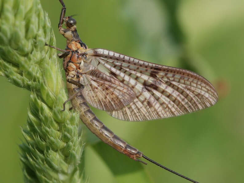 Imagem de Ephemera vulgata Linnaeus 1758