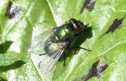 Image of Neomyia viridescens (Robineau-Desvoidy 1830)