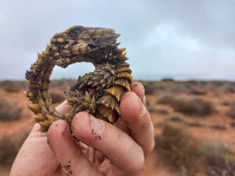 Image of Armadillo lizards