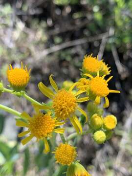 Image of Cleveland's Groundsel