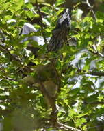 Image of Levaillant's Cuckoo