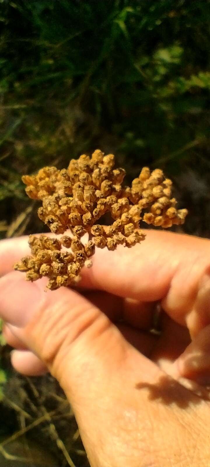 Sivun Achillea ligustica All. kuva