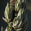 Image of Tillandsia brachyphylla Baker