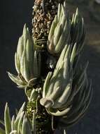 Image of Tillandsia brachyphylla Baker