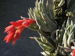 Image of Tillandsia brachyphylla Baker