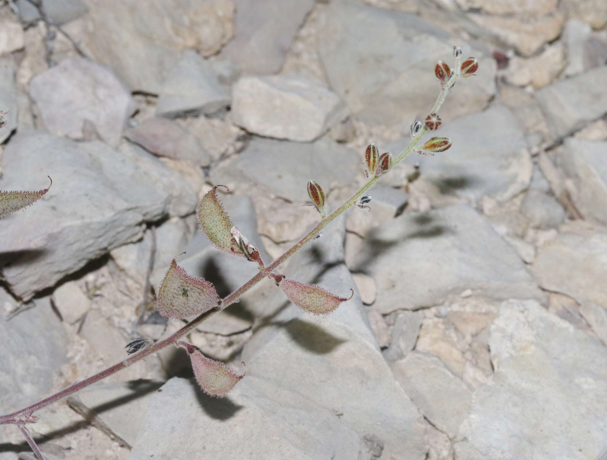 Image de Pomaria melanosticta S. Schauer