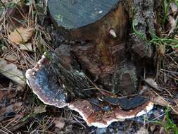 Image de Polypore du pin