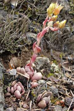 Image of Sedum paradisum subsp. paradisum