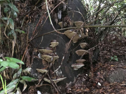 Plancia ëd Ganoderma brownii (Murrill) Gilb. 1962