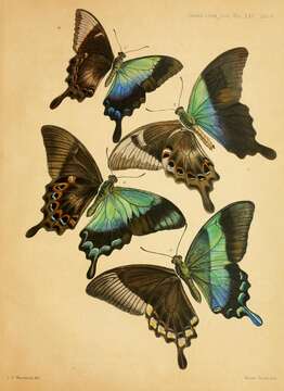 Слика од Papilio blumei Boisduval 1836