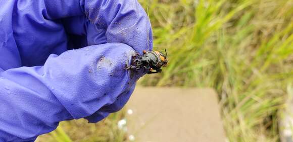 صورة Nicrophorus (Nicrophorus) obscurus (Kirby 1837)