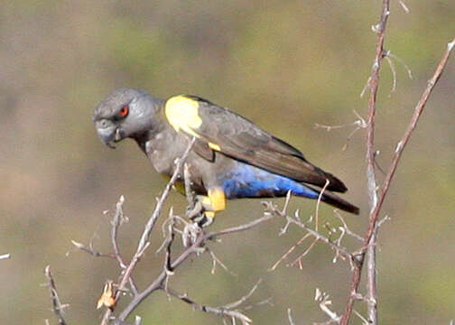 Image of Poicephalus Swainson 1837