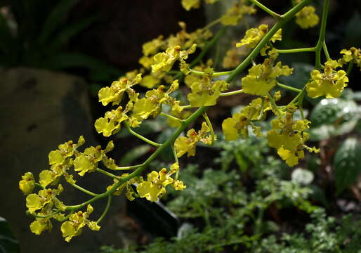 Image of Trichocentrum cavendishianum (Bateman) M. W. Chase & N. H. Williams