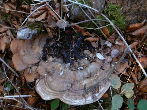 Image of Ganoderma applanatum