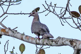 Image of Ring-tailed Pigeon