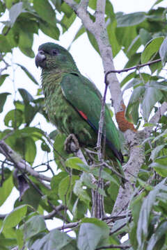 Image of Black-billed Amazon