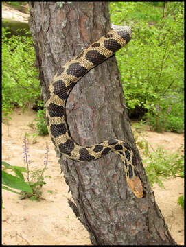 Image of Eastern Fox Snake