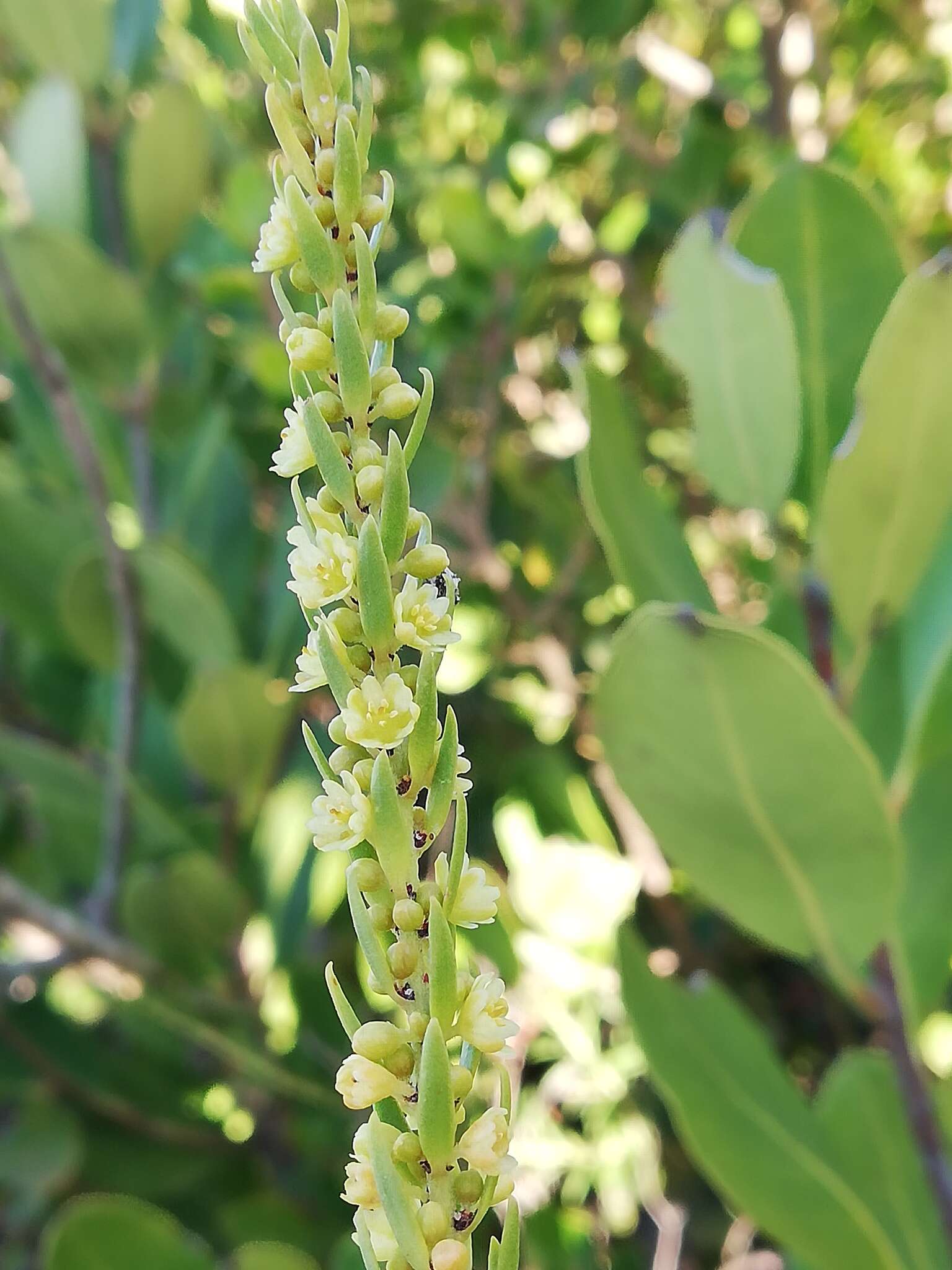 Image of Clutia polygonoides L.