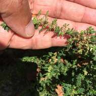 Image of clammy goosefoot