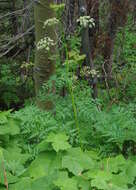 Image de Ligusticum porteri Coult. & N. E. Rose