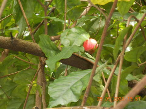 Rinorea guatemalensis (S. Watson) H. H. Bartlett resmi