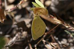 Слика од Eurema herla (Macleay 1826)