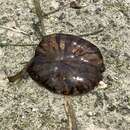 Image of sea nettle