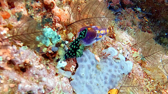 Image of Green spot black slug