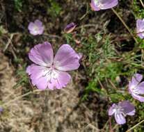 Image de Clarkia bottae (Spach) H. & M. Lewis