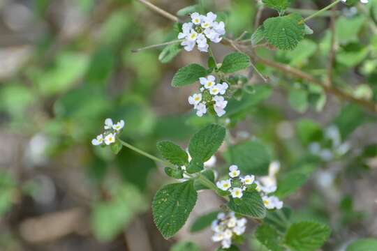 Image of Lantana hirta Graham