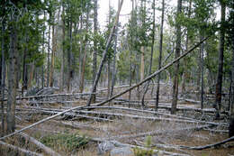 Imagem de Pinus contorta Douglas ex Loudon