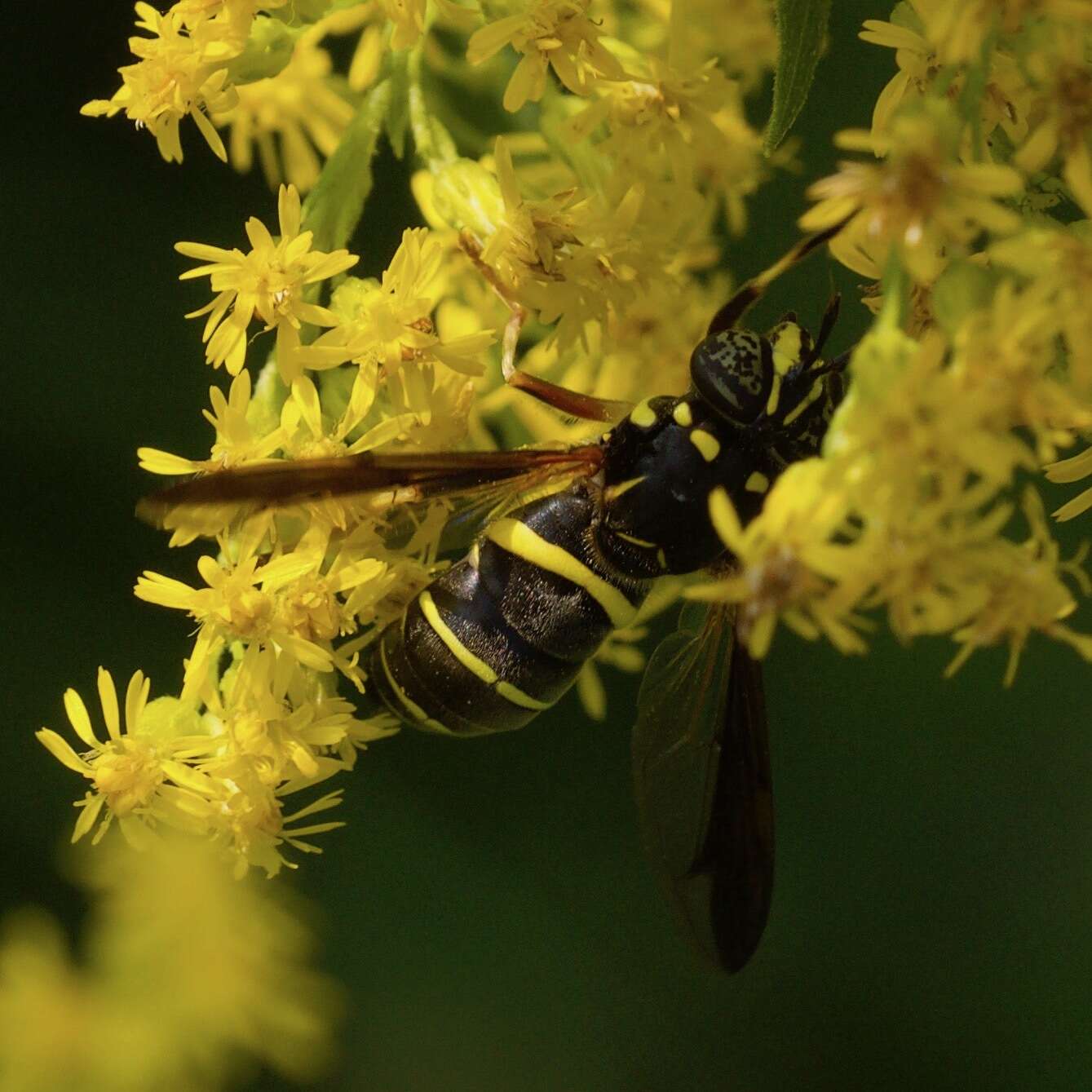 Image of Spilomyia sayi (Goot 1964)