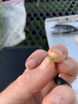 Image of Idaho milkvetch