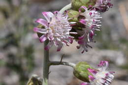 Leucheria floribunda DC. resmi