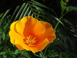 Image of California poppy