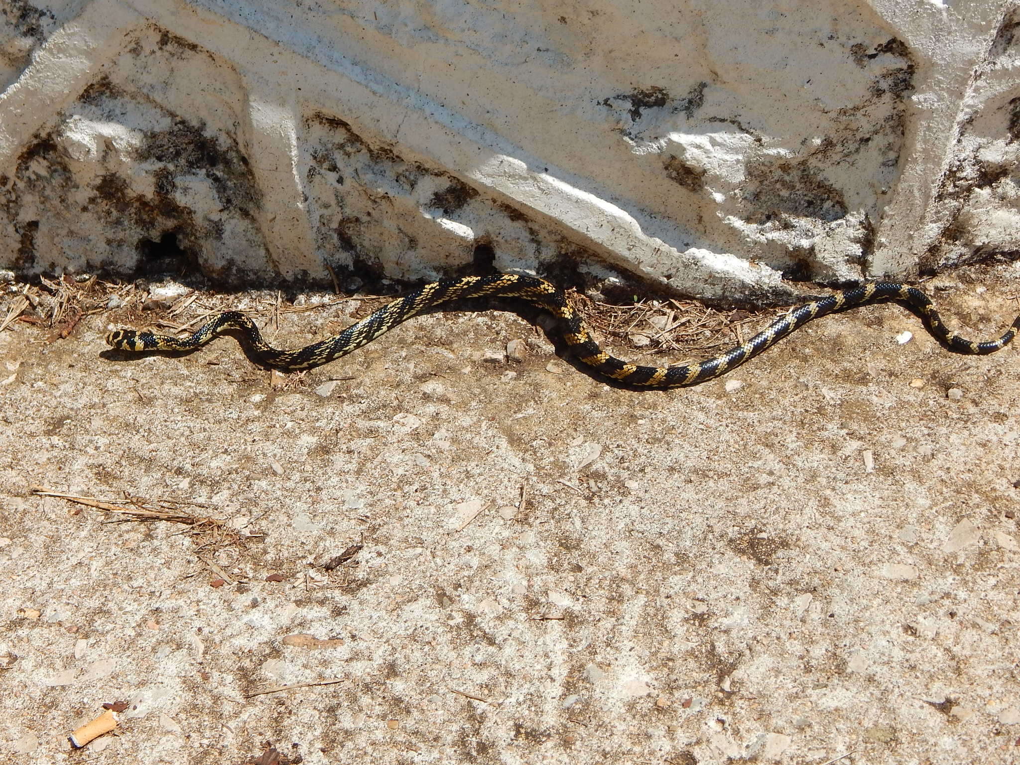 Image of Chicken Snake