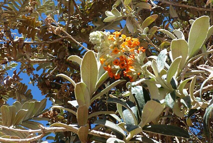 Buddleja coriacea Remy resmi