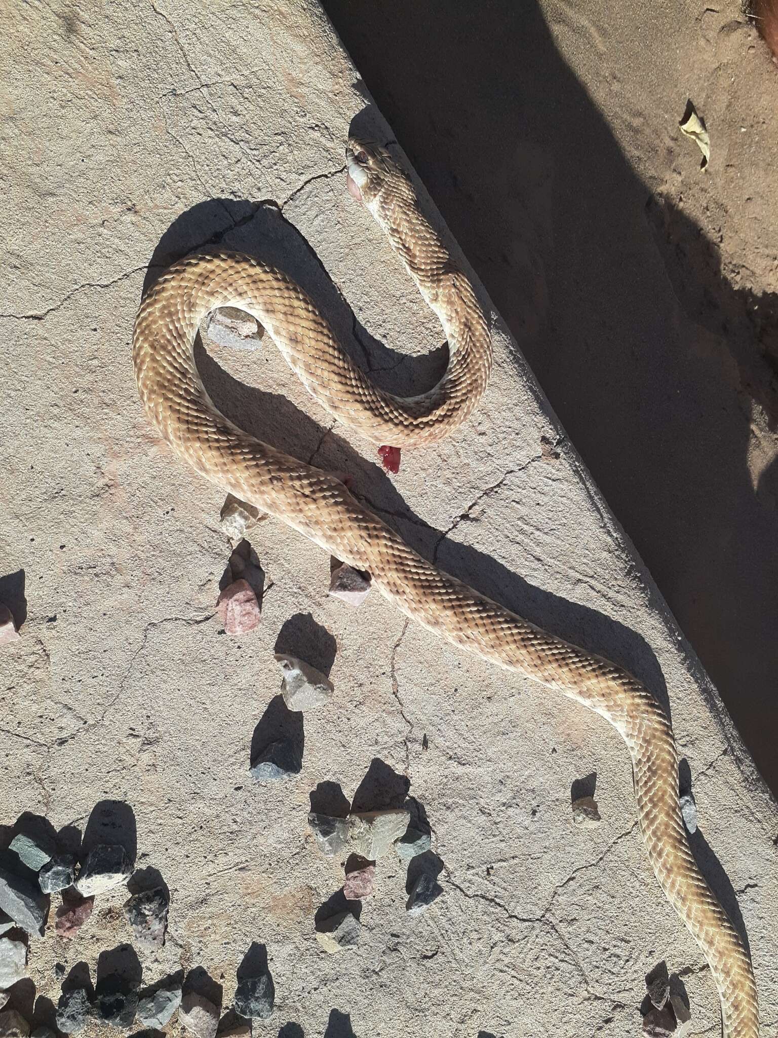 Image of Moila Snake