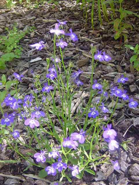 Image of edging lobelia