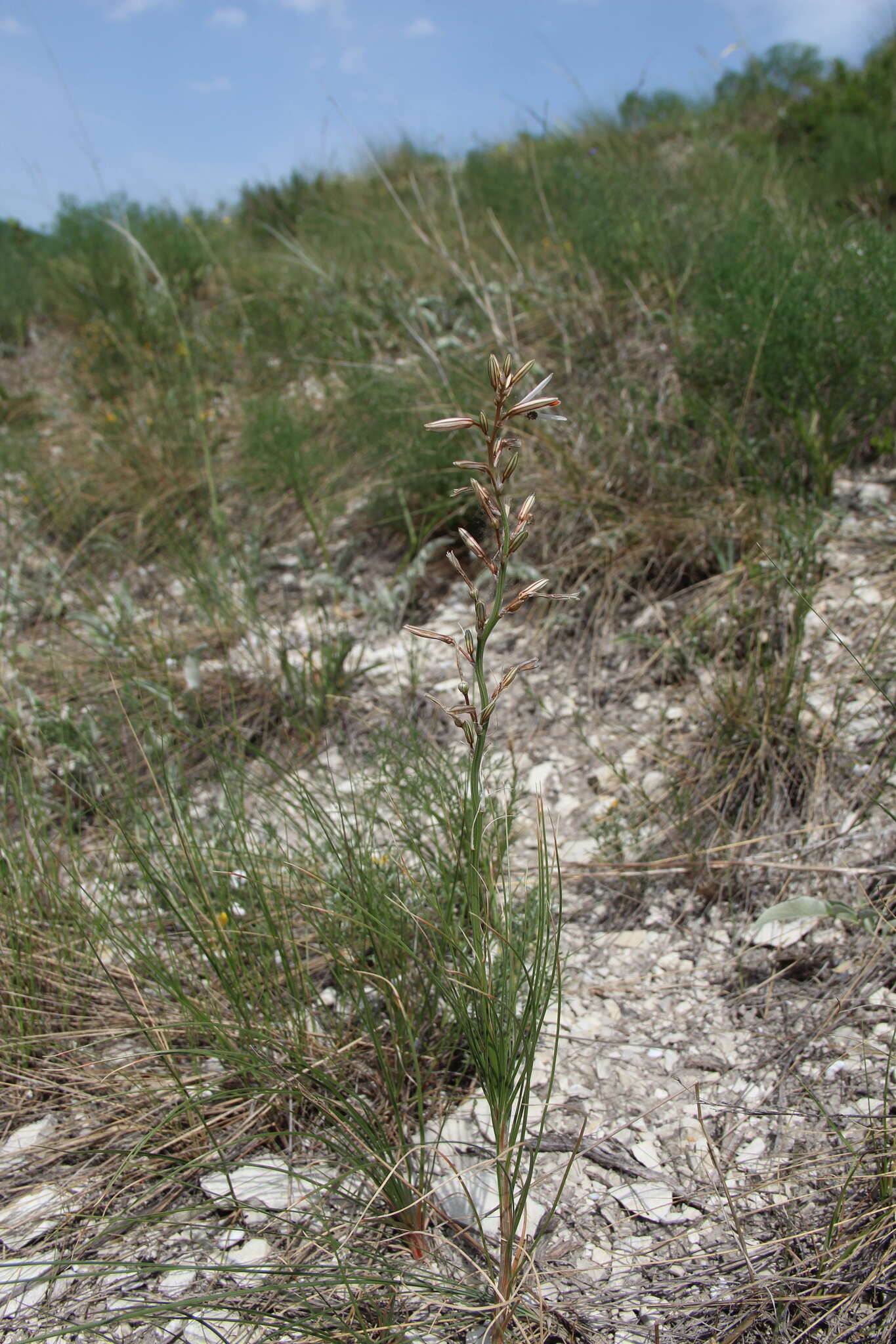 Image of Asphodeline tenuior (Fisch. ex M. Bieb.) Ledeb.