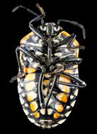 Image of Harlequin Bug