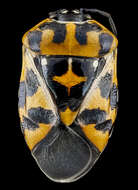 Image of Harlequin Bug